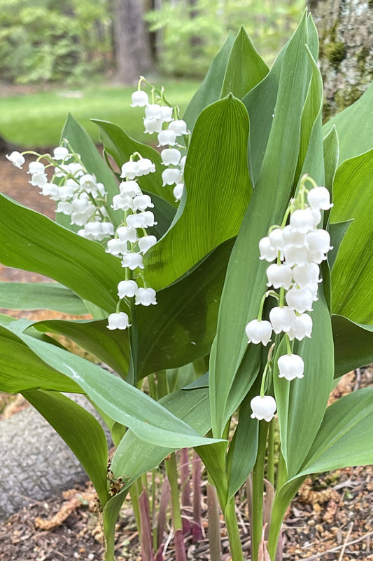 Lily-of-the-Valley Hollis New Hampshire